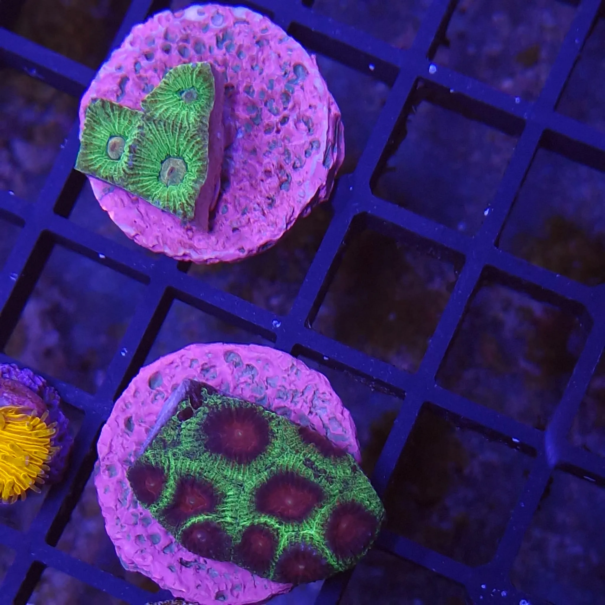 Reef Lounge Aquatics