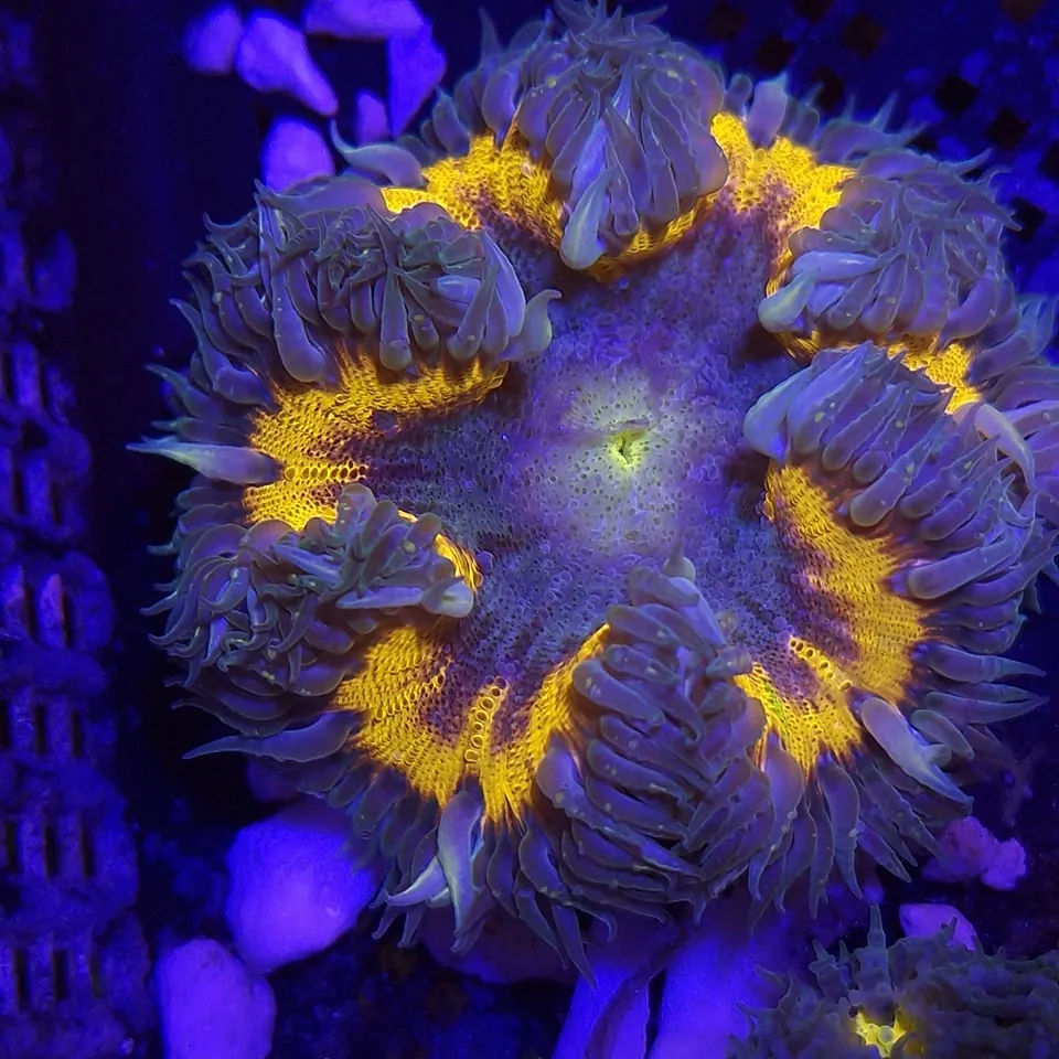 Reef Lounge Aquatics