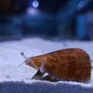 Strawberry Conch Snail