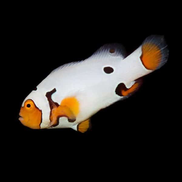 Platinum Clownfish