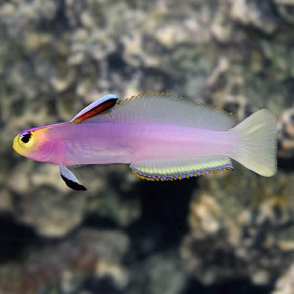 Helfrichi Firefish