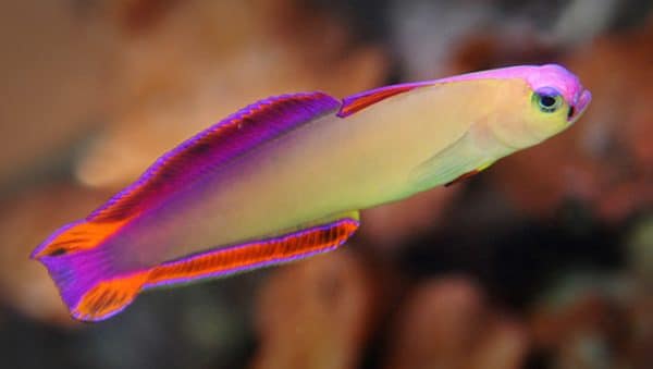 Purple Firefish