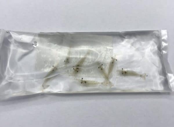 Live Dwarf White Shrimps 50ml