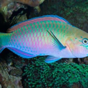 Quoyi Parrotfish
