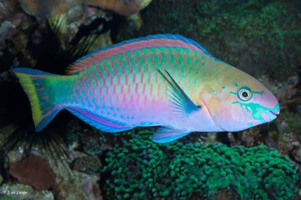 Quoyi Parrotfish