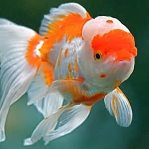 Oranda Goldfish