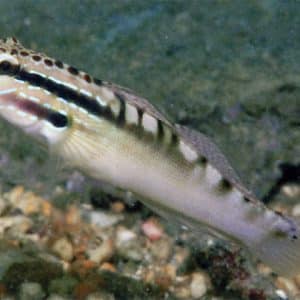Freckled Goby
