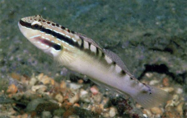 Freckled Goby