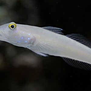 Six-Spotted / Chalk Goby