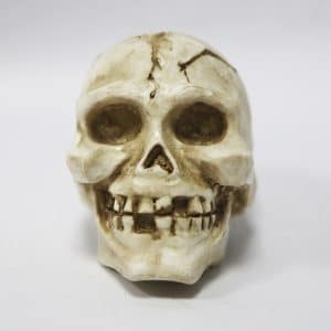 Betta Fractured Skull